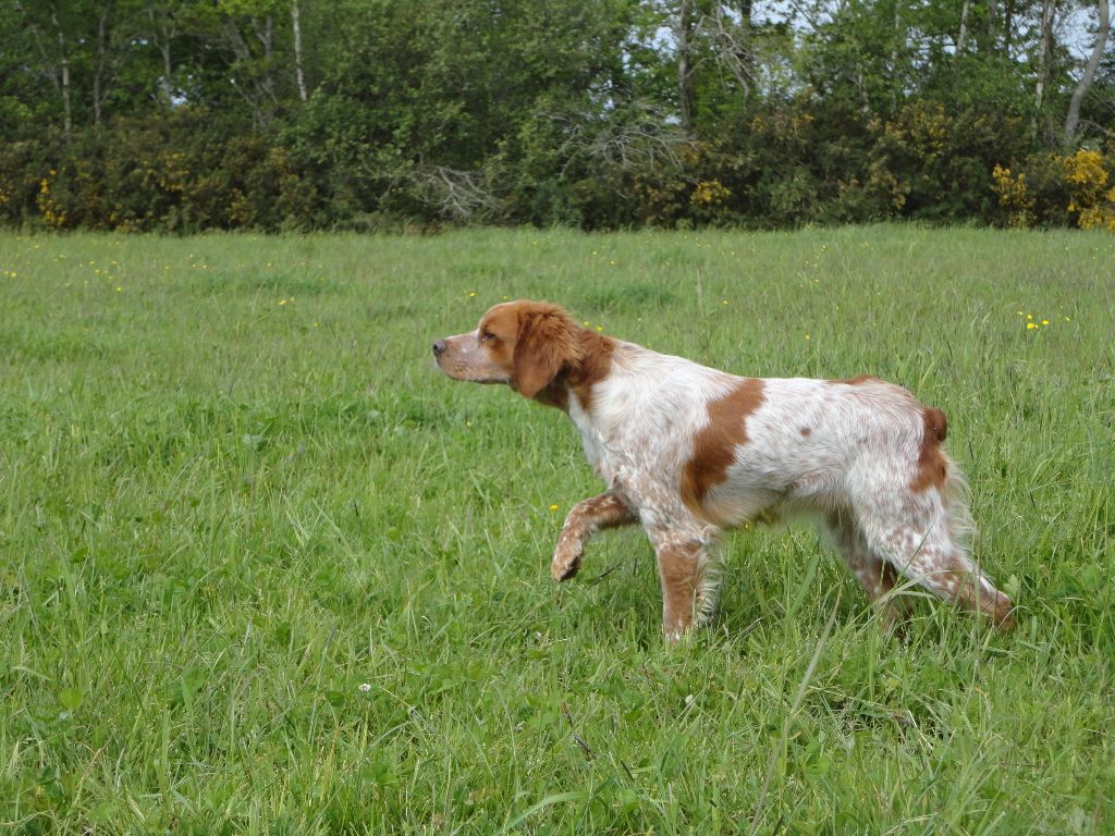 de la Mare Bourcy - Jipsie     2 fois Exc en Expo