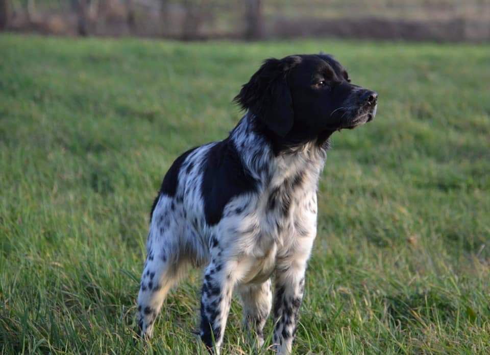 de la Mare Bourcy - NOBEL Champion GT