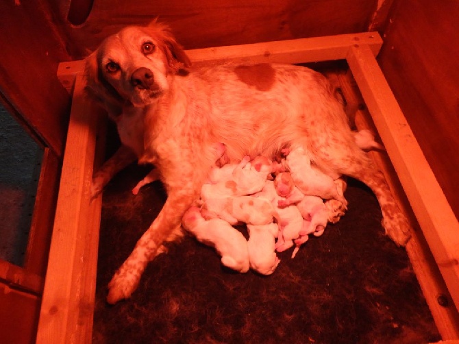 de la Mare Bourcy - Naissance chiots Eskenn