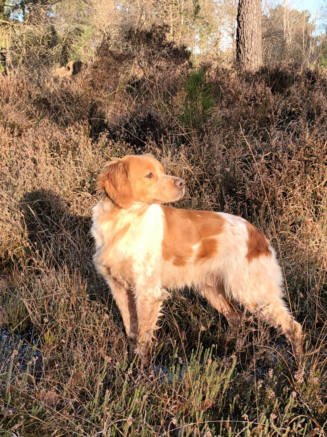 Resultats Fields Bécasses 2025