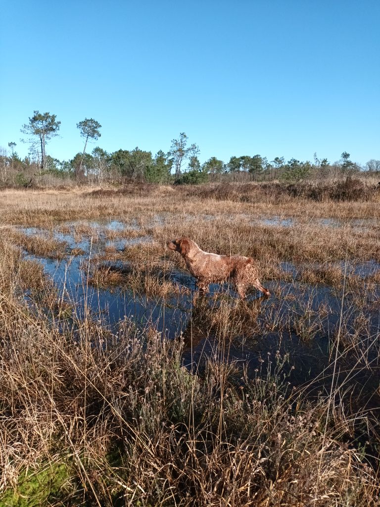 Reultats Fields bécassines Octobre 2025
