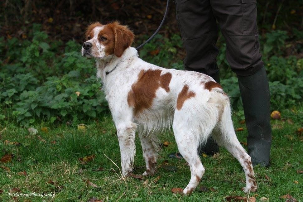 de la Mare Bourcy - Saillie Margot X Itou